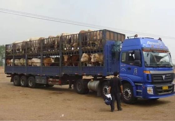 Πώληση εξατομικευμένο 3 άξονες 20-40tons υψηλό φράχτη ημικυριό για ζώα κτηνοτροφίας